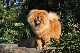 CHOW CHOW 337